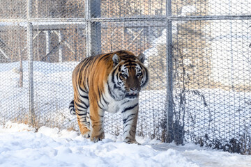 Siberian tiger in the zoo during winter time. Tiger on show. 