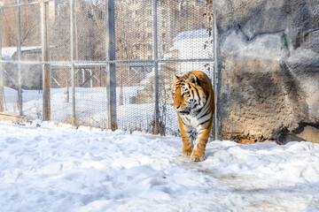 Siberian tiger in the zoo during winter time. Tiger on show. 