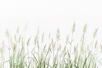 grass flowers on white background.
