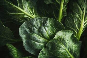 Fototapeta premium Assorted Leafy Greens: A Colorful Array of Dark Vegetables Including Bok Choy and Kale, Perfect for Healthy Delights