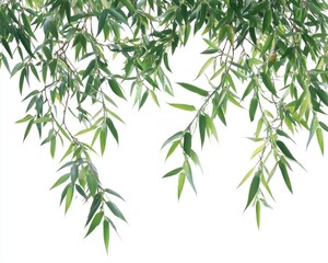 Isolated Bamboo Stems with Lush Green Leaves on a Clean White Background