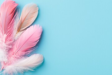Soft Pink and Peach Feathers on Light Blue Background Elegant Delicate Design Copy Space