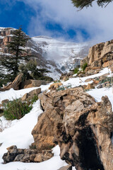 Scenic view of snow covering Blue Atlas Cedar trees in Chelia Mountain in Algeria