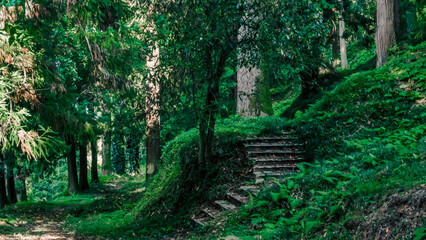 forest with tall trees and stone steps in Georgia