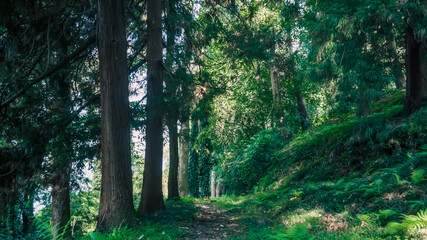 Obraz premium green forest with tall trees and footpath in Georgia
