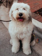 portrait of a dog cute 