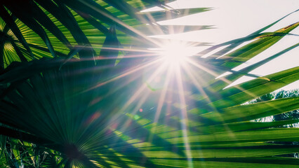 rays of the sun through palm leaves