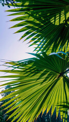 Fototapeta premium green palm leaves against blue sky close up