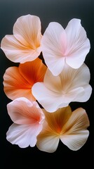Delicate Peach and White Flower Petals Close up Soft Light Floral Macro Photography