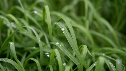 texture of a green grass on a lawn in the park