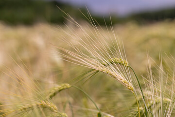 Fototapeta premium wheat field after a thunderstorm and rain