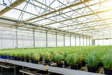 Picture of a modern glasshouse and many plants in a row