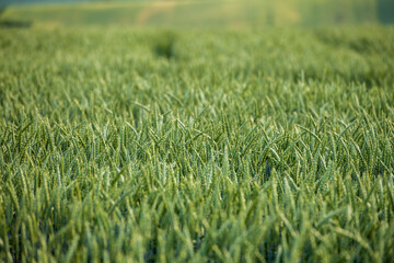 Agriculture fields with crop and vineyards at summer.