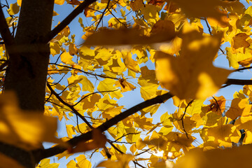 a tulip tree with yellowed foliage during leaf fall