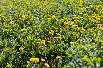 blooming yellow dandelions in the spring in the field