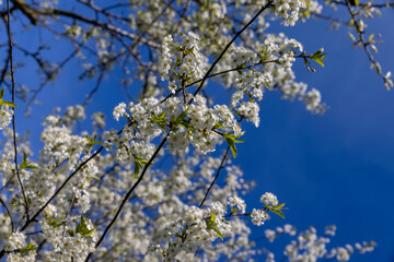 sunny weather in an orchard with cherries