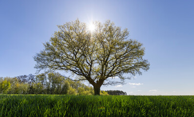 a tree growing in a field with green wheat