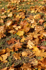 fallen yellowed maple leaves , sunny weather in the park