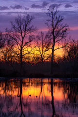 Tranquil Landscape at Dusk with Silhouetted Trees and Reflective Water in Warm Sunset Hues
