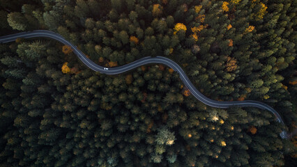 Curved Road Through Dense Trees Captured from Above