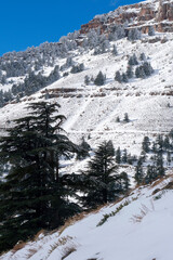 Scenic view of snow covering Blue Atlas Cedar trees in Chelia Mountain in Algeria