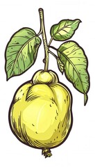 Hand-drawn quince fruit with leaves. Ideal for food packaging, menus, or recipe illustrations. Adds a rustic touch to designs.