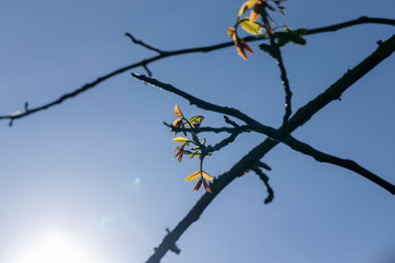 sunny weather in an orchard with walnuts