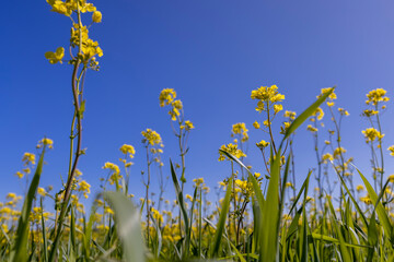 rapeseed flowers are yellow against a sky