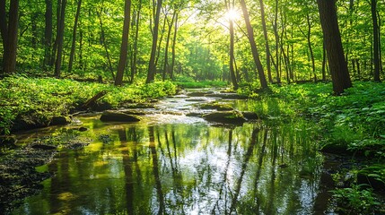 Obraz premium A tranquil forest stream with moss covered rocks and vibrant green plants
