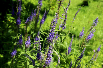 Blue inflorescences of the plant Veronica spicata in the garden on a sunny day in partial shade - color horizontal photo, natural background, close-up