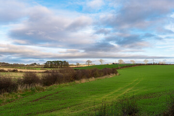 Fototapeta premium The trees and hedge rows of Perceton Mains one of Scotlands oldest historical settlements
