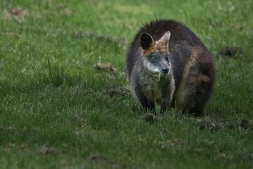 wallaby grazing  green grass looking away