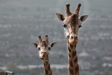 Naklejka premium giraffe couple chewing with an urban background