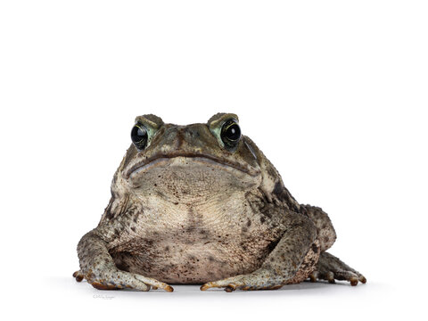 Large Rhinella Marina or Cane toad, sitting facing front. Looking towards camera. Isolated on a white background.