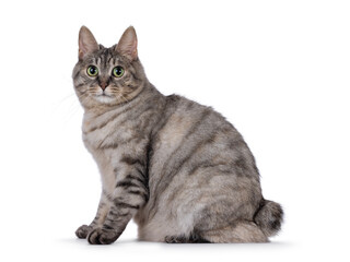 Sweet adult silver tortie Kurilian Bobtail cat, sitting up side ways. Looking towards camera with green eyes. Isolated on a white background.
