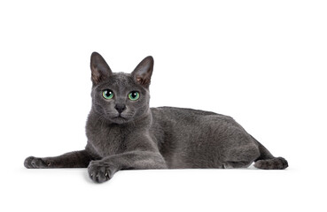 Young silver tipped Korat cat, laying down side ways. Looking towards camera with bright green eyes...