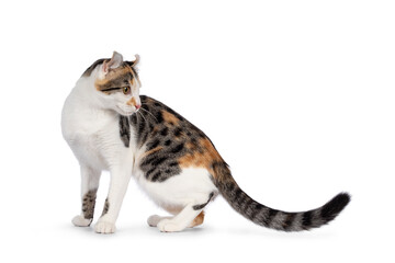 Amazing spotted pattern American Curl Shorthair cat, standing side ways. Head turned backwards away from camera showing the curled ears. Isolated on a white background.
