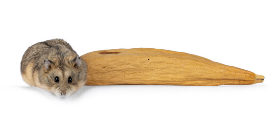 Cute little hamster sitting beside dried kapok silk banana. Looking towards camera. Isolated on a white background.