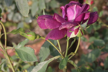 violet colored rose plant on farm