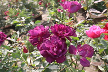 violet colored rose plant on farm
