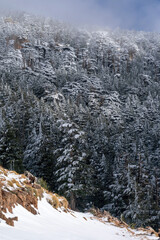 Scenic view of snow covering Blue Atlas Cedar trees in Chelia Mountain in Algeria