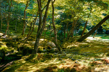 Serenity in the Moss Garden of Ginkaku-ji