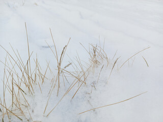 Dry yellow grass in the snow. Hay on the cattle pasture. Feed for farm animals in the field.