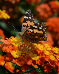 Monarch butterfly