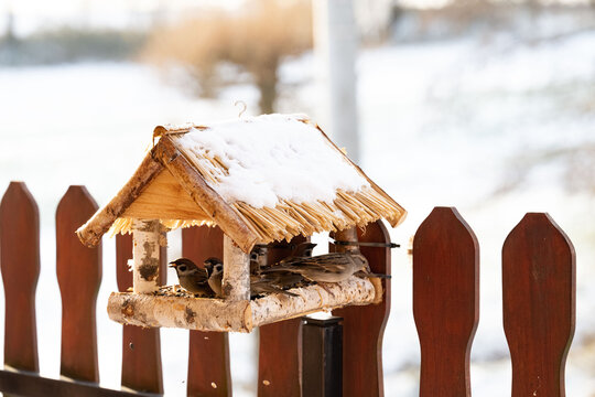 A bird feeder covered in snow, with sparrows on it. In the background, you can see a winter landscape with blurred light. This is a scene of winter bird feeding in a home garden.