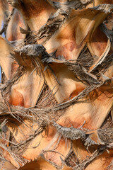 Exploring the intricate textures of a palm tree trunk under warm sunlight in a tropical setting