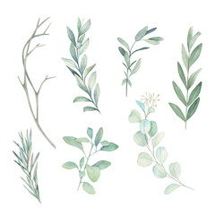 Watercolor botanical collection with eucalyptus and herbal branches. Hand drawn  isolated illustrations on white background