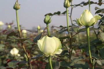 Fototapeta premium white colored rose plant on farm