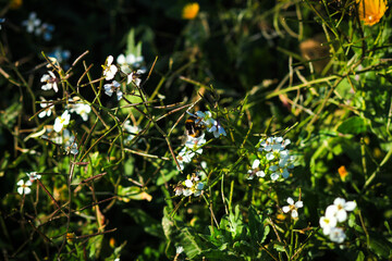 White and yellow flowers in the field. Bumblebee on a flower 