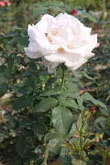 white colored rose plant on farm